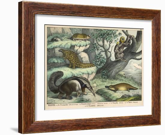 Various Quadrupeds: Giant Anteater, Brown Platypus, Pangolin, Armadillo, and Three-Toed Sloth-null-Framed Art Print