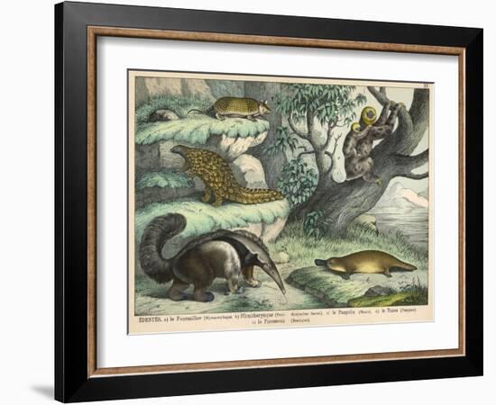 Various Quadrupeds: Giant Anteater, Brown Platypus, Pangolin, Armadillo, and Three-Toed Sloth-null-Framed Art Print