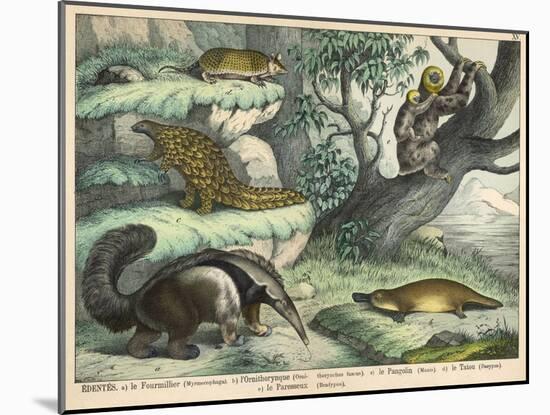 Various Quadrupeds: Giant Anteater, Brown Platypus, Pangolin, Armadillo, and Three-Toed Sloth-null-Mounted Art Print