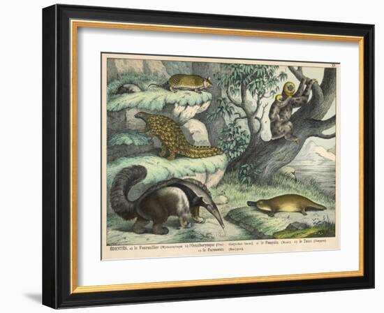 Various Quadrupeds: Giant Anteater, Brown Platypus, Pangolin, Armadillo, and Three-Toed Sloth-null-Framed Art Print