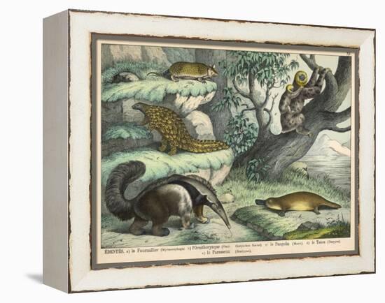 Various Quadrupeds: Giant Anteater, Brown Platypus, Pangolin, Armadillo, and Three-Toed Sloth-null-Framed Stretched Canvas