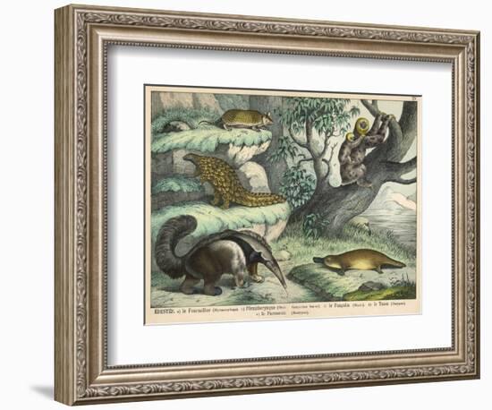 Various Quadrupeds: Giant Anteater, Brown Platypus, Pangolin, Armadillo, and Three-Toed Sloth-null-Framed Art Print