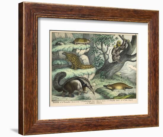 Various Quadrupeds: Giant Anteater, Brown Platypus, Pangolin, Armadillo, and Three-Toed Sloth-null-Framed Art Print