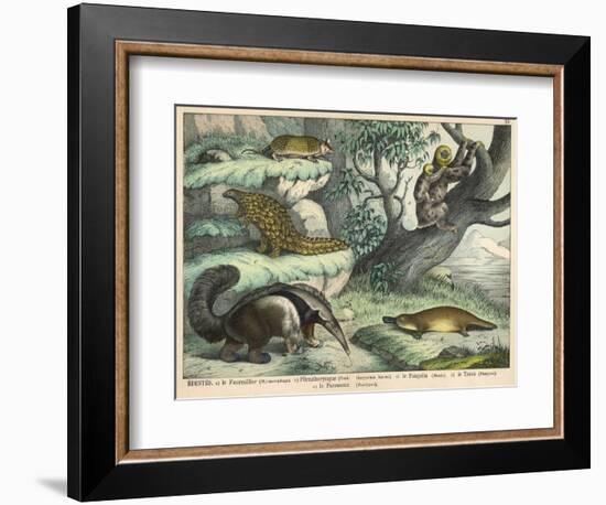 Various Quadrupeds: Giant Anteater, Brown Platypus, Pangolin, Armadillo, and Three-Toed Sloth-null-Framed Art Print