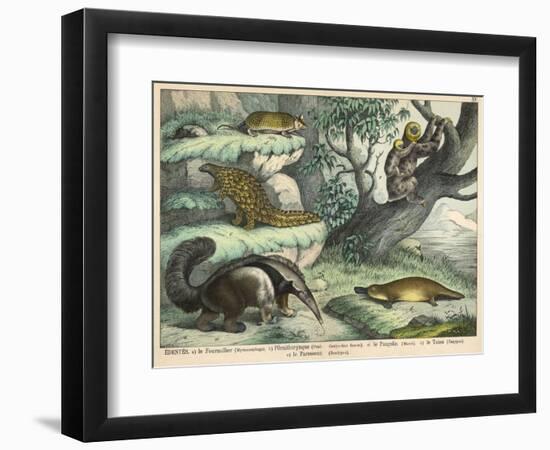 Various Quadrupeds: Giant Anteater, Brown Platypus, Pangolin, Armadillo, and Three-Toed Sloth-null-Framed Art Print