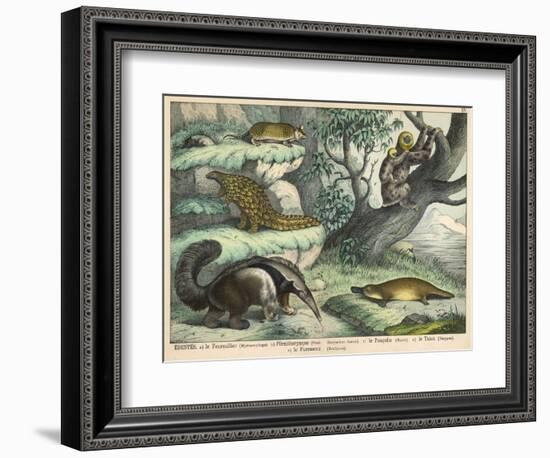 Various Quadrupeds: Giant Anteater, Brown Platypus, Pangolin, Armadillo, and Three-Toed Sloth-null-Framed Art Print