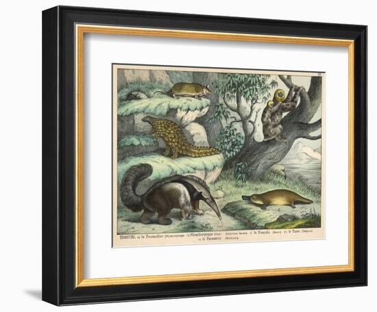 Various Quadrupeds: Giant Anteater, Brown Platypus, Pangolin, Armadillo, and Three-Toed Sloth-null-Framed Art Print