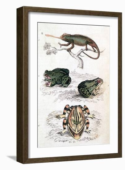 Various Reptiles, Lizars-null-Framed Premium Giclee Print
