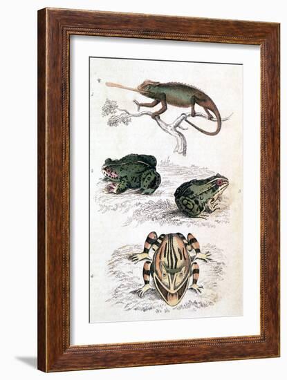 Various Reptiles, Lizars-null-Framed Premium Giclee Print