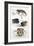 Various Reptiles, Lizars-null-Framed Premium Giclee Print