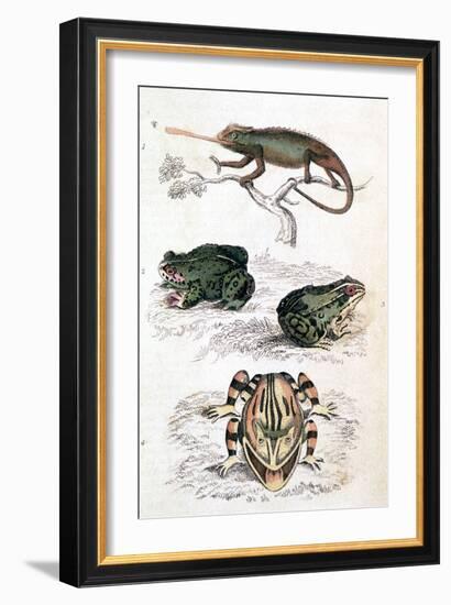 Various Reptiles, Lizars-null-Framed Premium Giclee Print