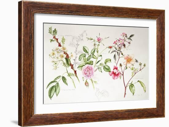 Various Roses, 1999-Alison Cooper-Framed Giclee Print