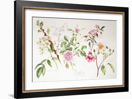 Various Roses, 1999-Alison Cooper-Framed Giclee Print