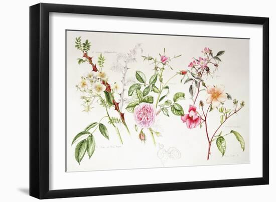 Various Roses, 1999-Alison Cooper-Framed Giclee Print