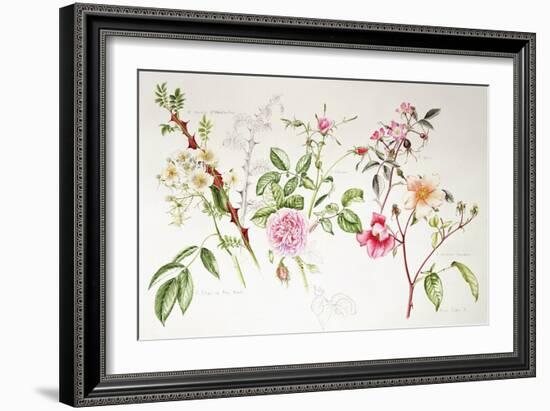 Various Roses, 1999-Alison Cooper-Framed Giclee Print