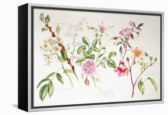 Various Roses, 1999-Alison Cooper-Framed Premier Image Canvas