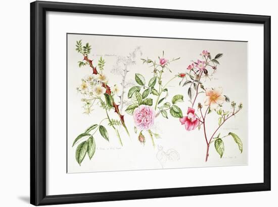 Various Roses, 1999-Alison Cooper-Framed Giclee Print