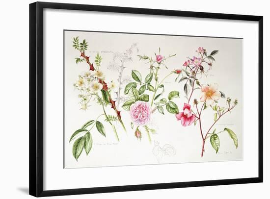 Various Roses, 1999-Alison Cooper-Framed Giclee Print