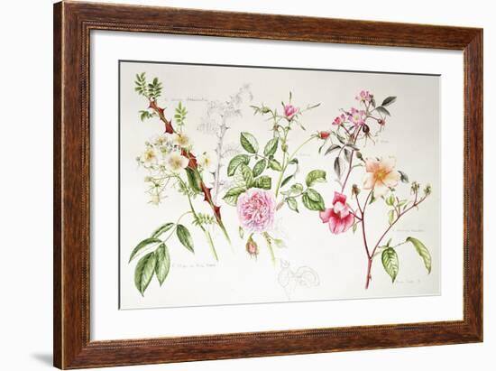 Various Roses, 1999-Alison Cooper-Framed Giclee Print