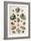 Various Seashells, 1758-Franz Michael Regenfus-Framed Giclee Print