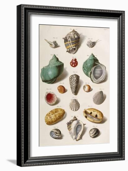 Various Seashells, 1758-Franz Michael Regenfus-Framed Giclee Print