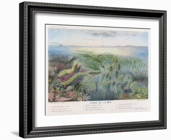 Various Seaweed and Other Submarine Flora-P. Lackerbauer-Framed Art Print