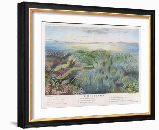 Various Seaweed and Other Submarine Flora-P. Lackerbauer-Framed Art Print