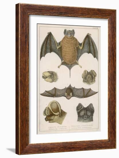 Various Species of Bat-null-Framed Art Print