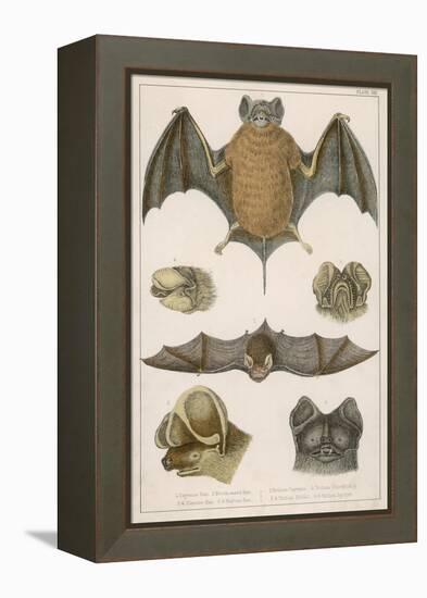 Various Species of Bat-null-Framed Stretched Canvas