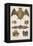 Various Species of Bat-null-Framed Stretched Canvas