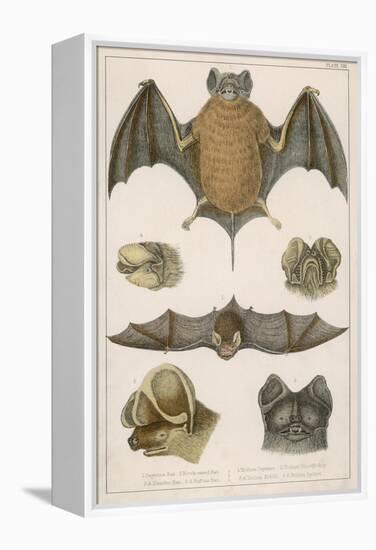 Various Species of Bat-null-Framed Stretched Canvas