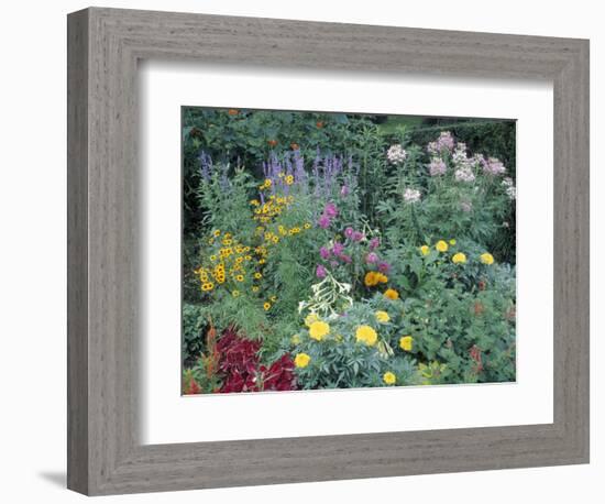 Various Species of Flowers in Garden-Mark Gibson-Framed Photographic Print