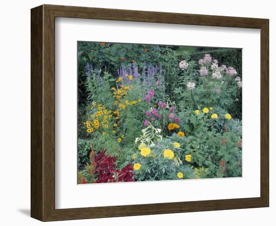 Various Species of Flowers in Garden-Mark Gibson-Framed Photographic Print