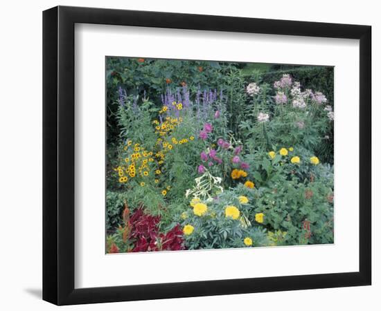 Various Species of Flowers in Garden-Mark Gibson-Framed Photographic Print