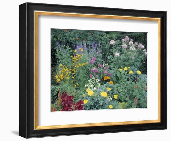 Various Species of Flowers in Garden-Mark Gibson-Framed Photographic Print