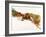 Various Spices and Dried Herbs-Joris Luyten-Framed Photographic Print