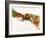 Various Spices and Dried Herbs-Joris Luyten-Framed Photographic Print