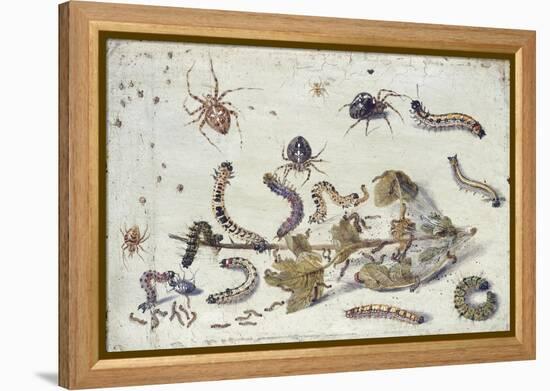 Various Spiders and Caterpillars, with a Sprig of Gooseberry, Early 1650S-Jan van Kessel-Framed Premier Image Canvas