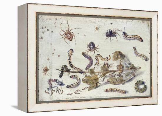 Various Spiders and Caterpillars, with a Sprig of Gooseberry, Early 1650S-Jan van Kessel-Framed Premier Image Canvas