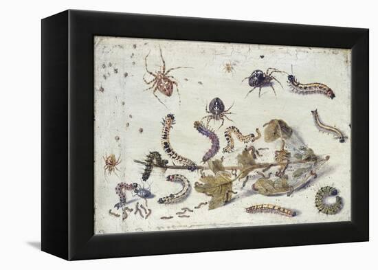 Various Spiders and Caterpillars, with a Sprig of Gooseberry, Early 1650S-Jan van Kessel-Framed Premier Image Canvas