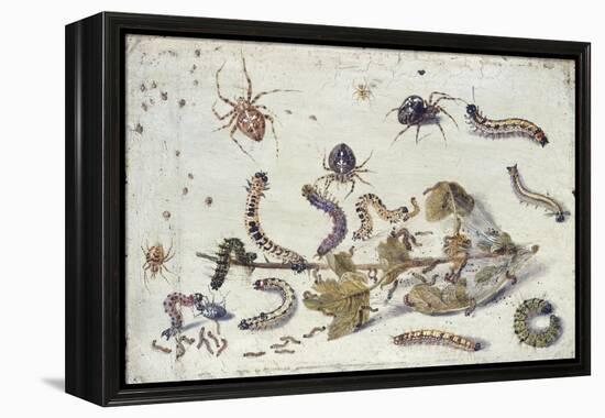 Various Spiders and Caterpillars, with a Sprig of Gooseberry, Early 1650S-Jan van Kessel-Framed Premier Image Canvas