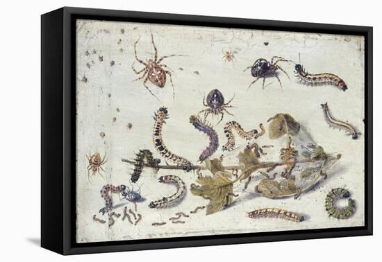 Various Spiders and Caterpillars, with a Sprig of Gooseberry, Early 1650S-Jan van Kessel-Framed Premier Image Canvas