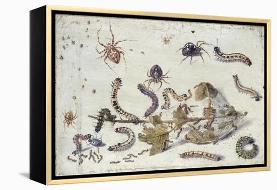 Various Spiders and Caterpillars, with a Sprig of Gooseberry, Early 1650S-Jan van Kessel-Framed Premier Image Canvas