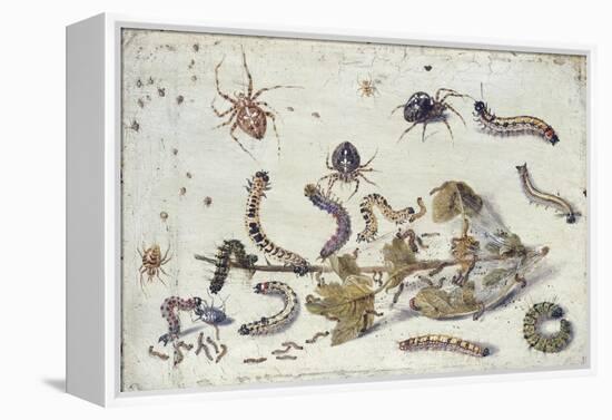 Various Spiders and Caterpillars, with a Sprig of Gooseberry, Early 1650S-Jan van Kessel-Framed Premier Image Canvas