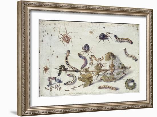 Various Spiders and Caterpillars, with a Sprig of Gooseberry, Early 1650S-Jan van Kessel-Framed Giclee Print