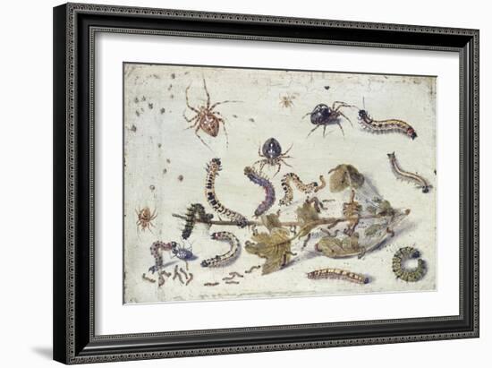 Various Spiders and Caterpillars, with a Sprig of Gooseberry, Early 1650S-Jan van Kessel-Framed Giclee Print