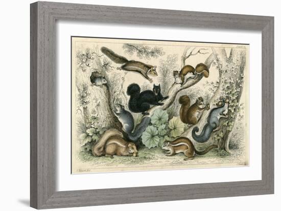 Various Squirrels 19C-J Bower-Framed Art Print