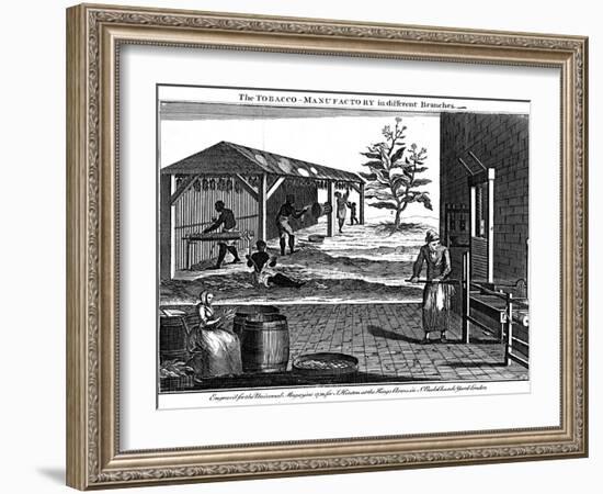 Various Stages in the Production of Tobacco, Virginia, USA, 1750-null-Framed Giclee Print