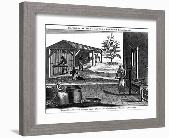 Various Stages in the Production of Tobacco, Virginia, USA, 1750-null-Framed Giclee Print