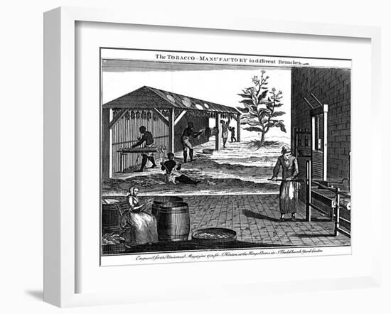 Various Stages in the Production of Tobacco, Virginia, USA, 1750-null-Framed Giclee Print